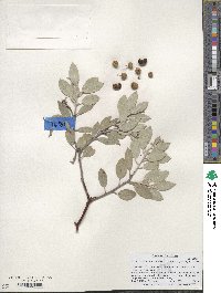 Arctostaphylos canescens subsp. sonomensis image