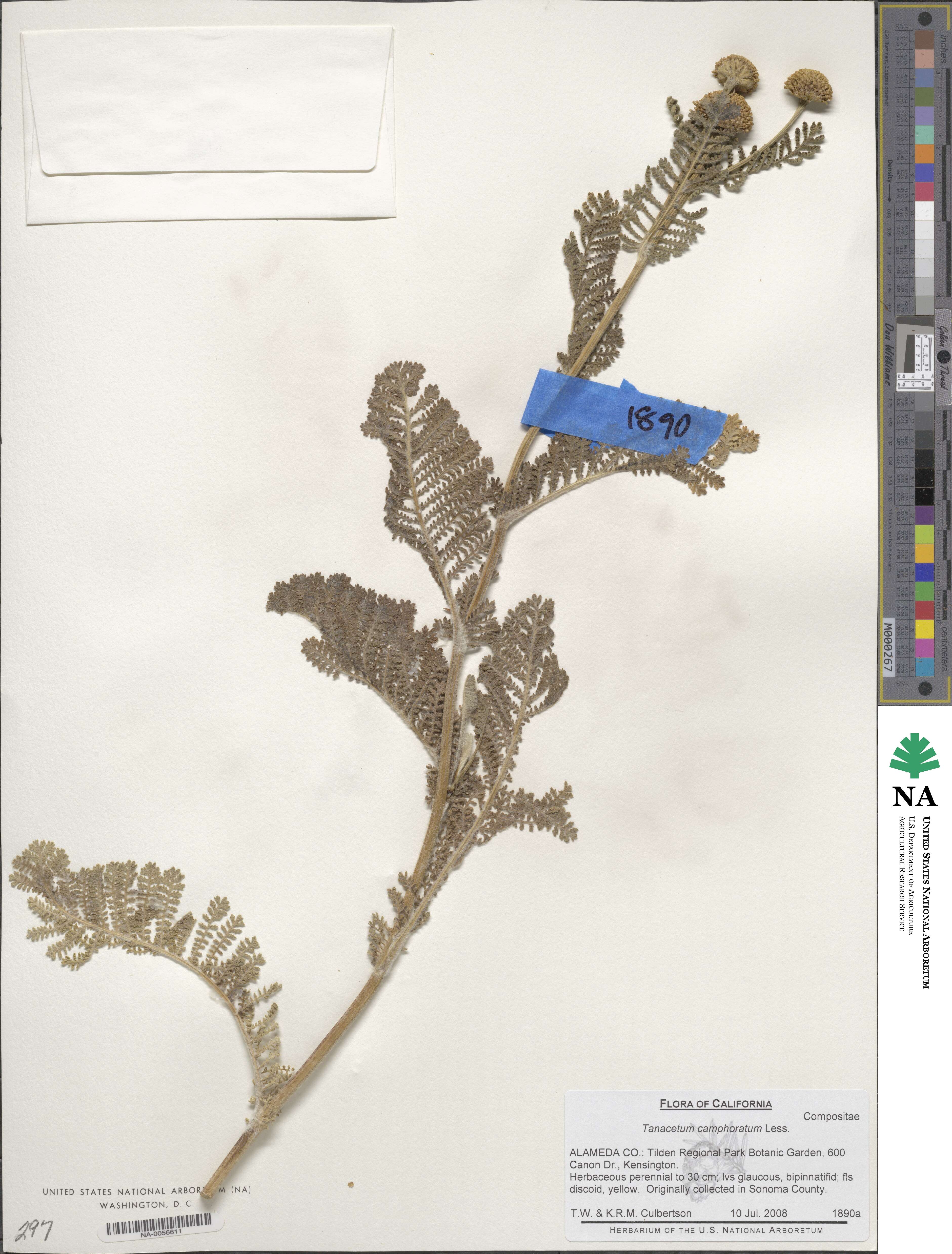 Tanacetum bipinnatum image