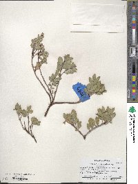 Arctostaphylos uva-ursi image