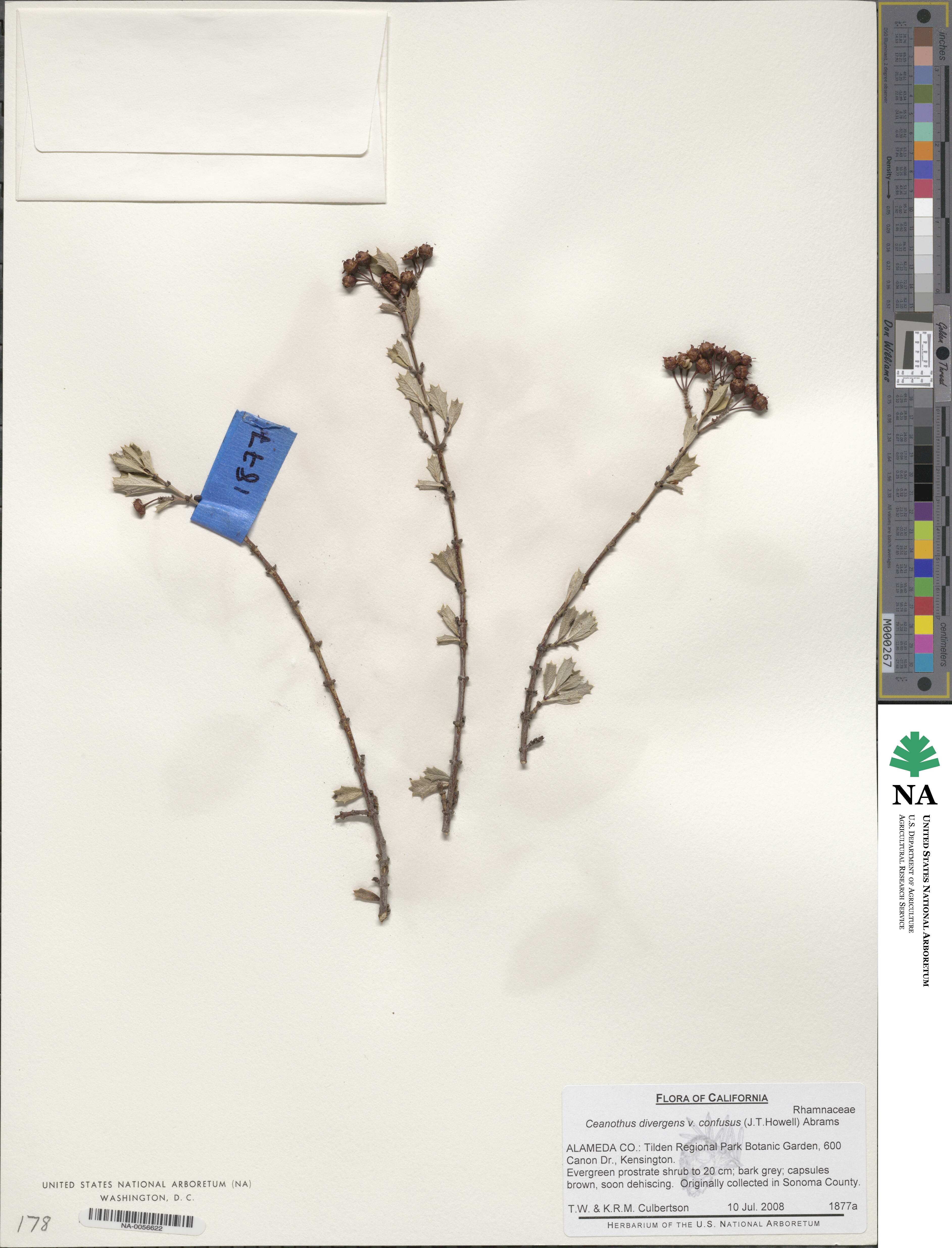 Ceanothus divergens var. confusus image
