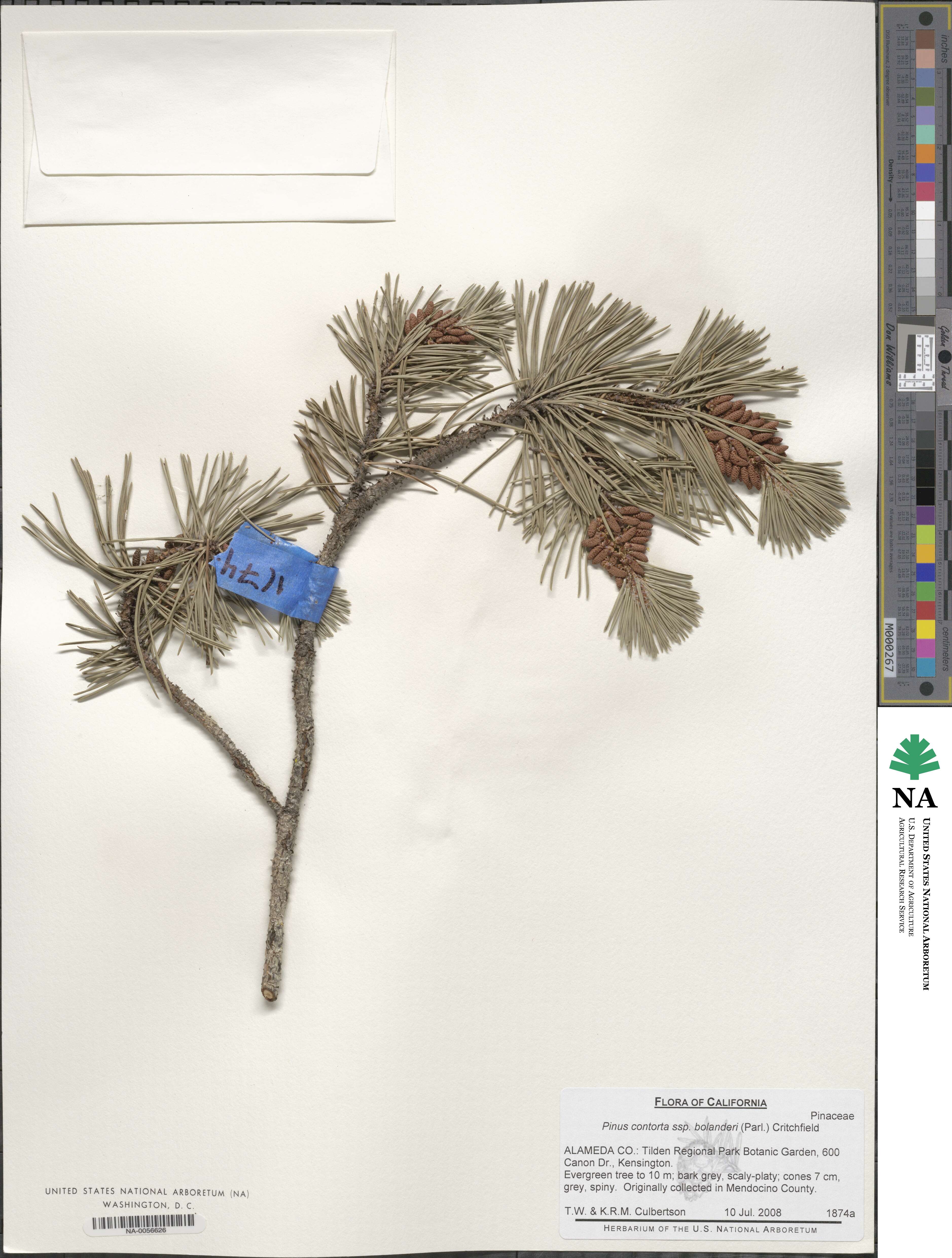 Pinus contorta var. contorta image