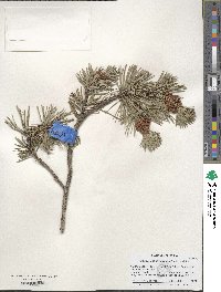 Pinus contorta image