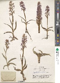 Image of Dactylorhiza salina