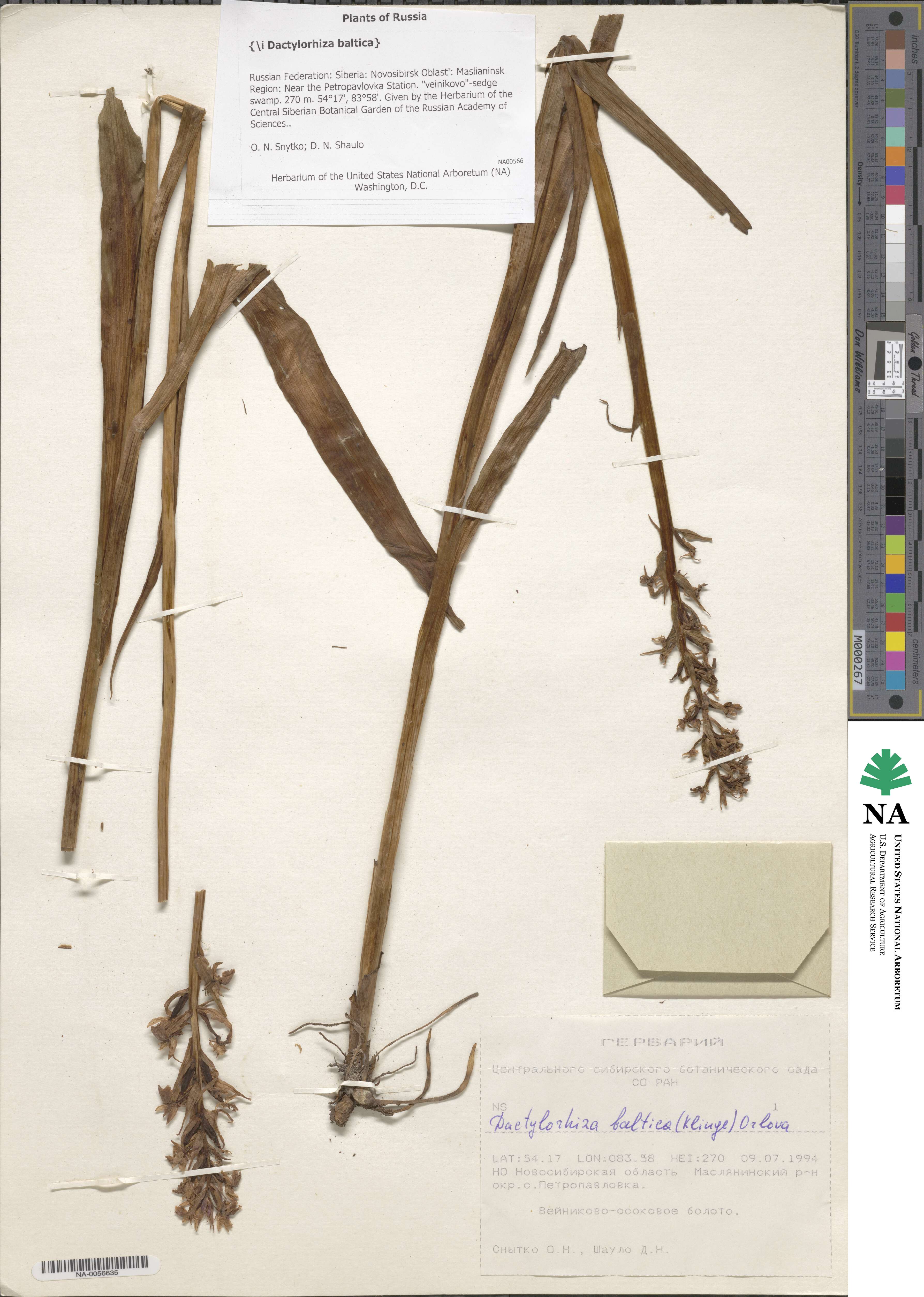 Dactylorhiza majalis subsp. baltica image