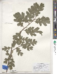 Quercus garryana var. semota image