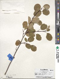 Amelanchier utahensis image