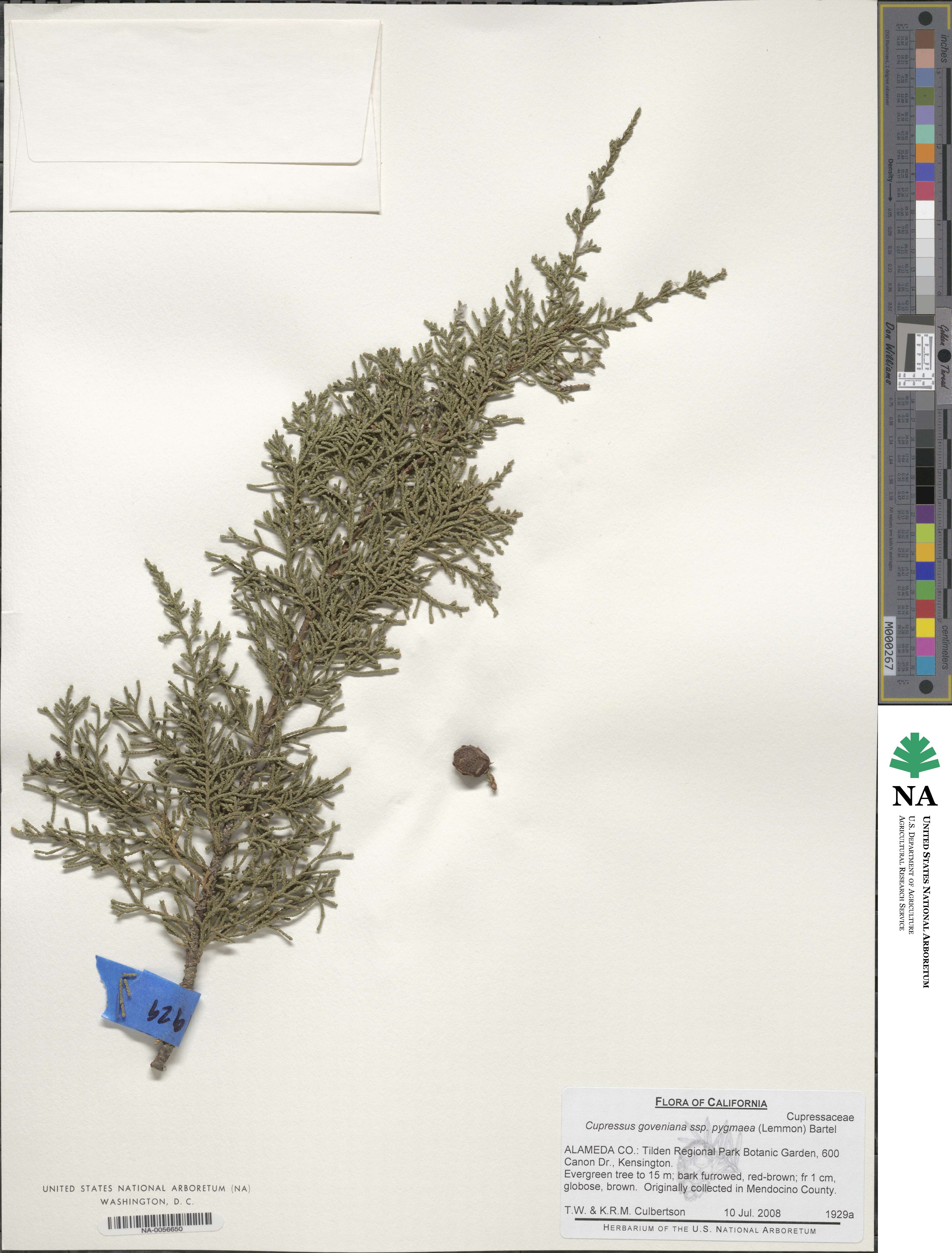 Cupressus goveniana var. pygmaea image