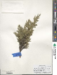 Image of Juniperus occidentalis