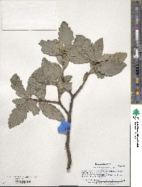 Quercus douglasii image