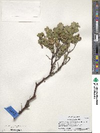 Arctostaphylos pacifica image