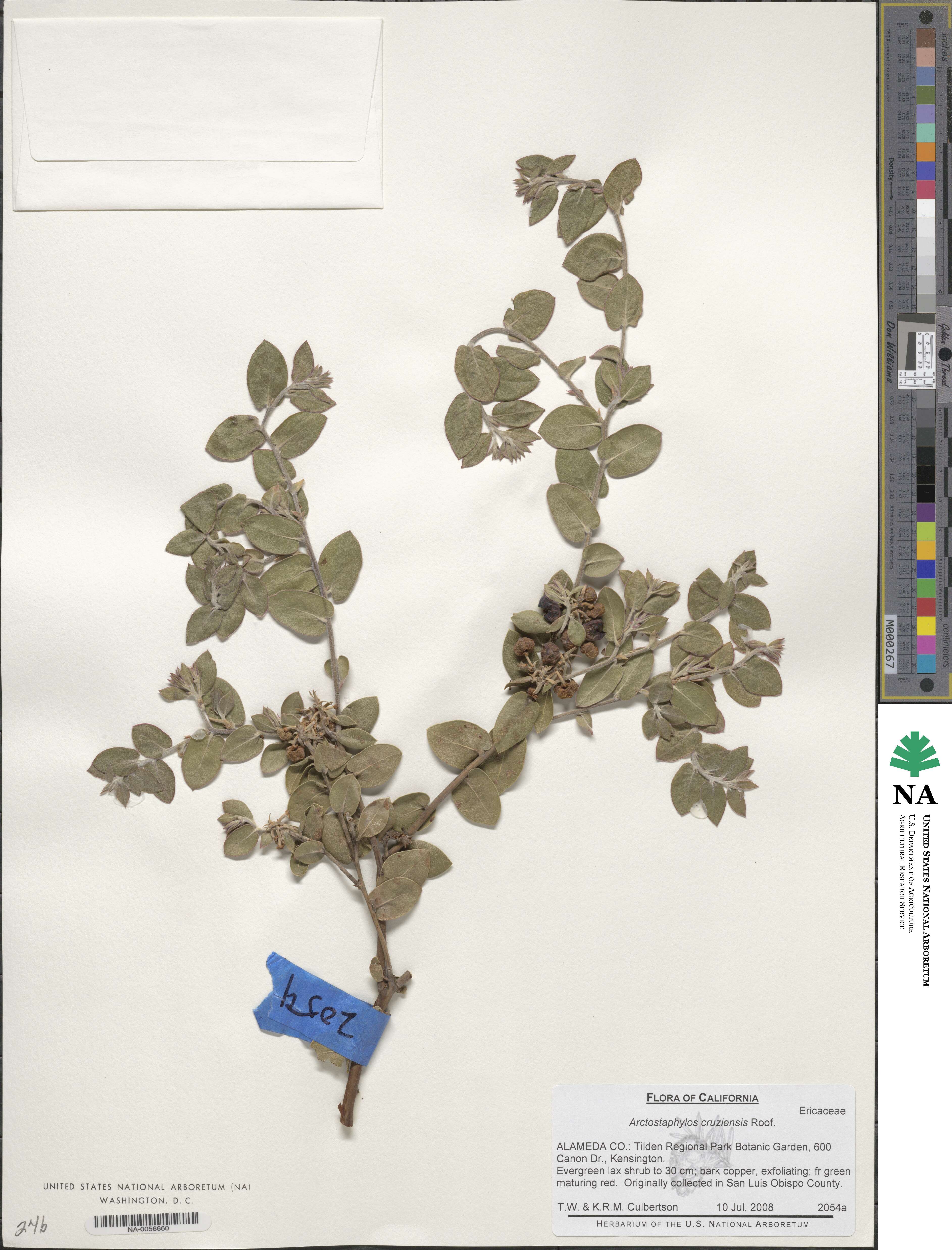 Arctostaphylos cruzensis image