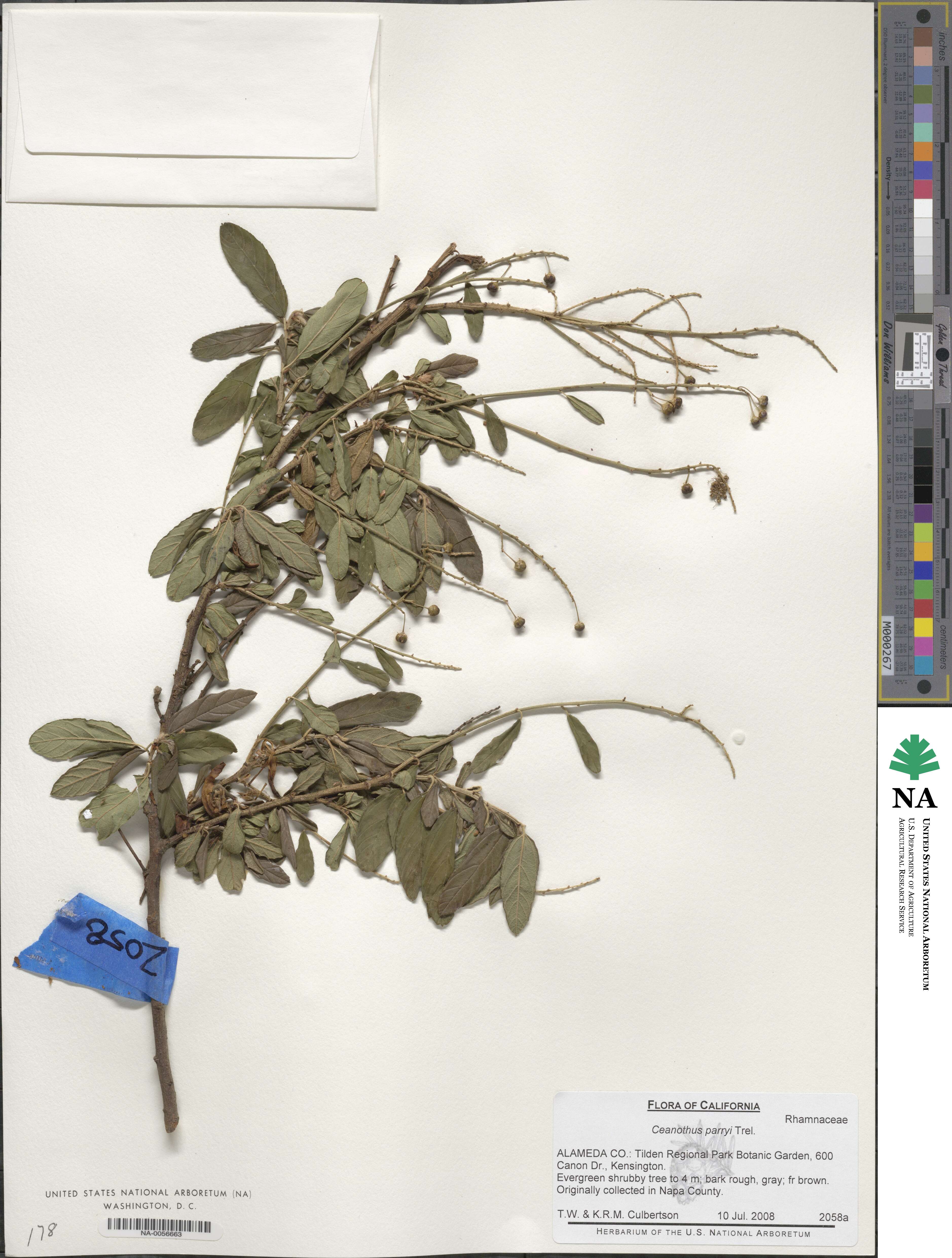 Ceanothus parryi image