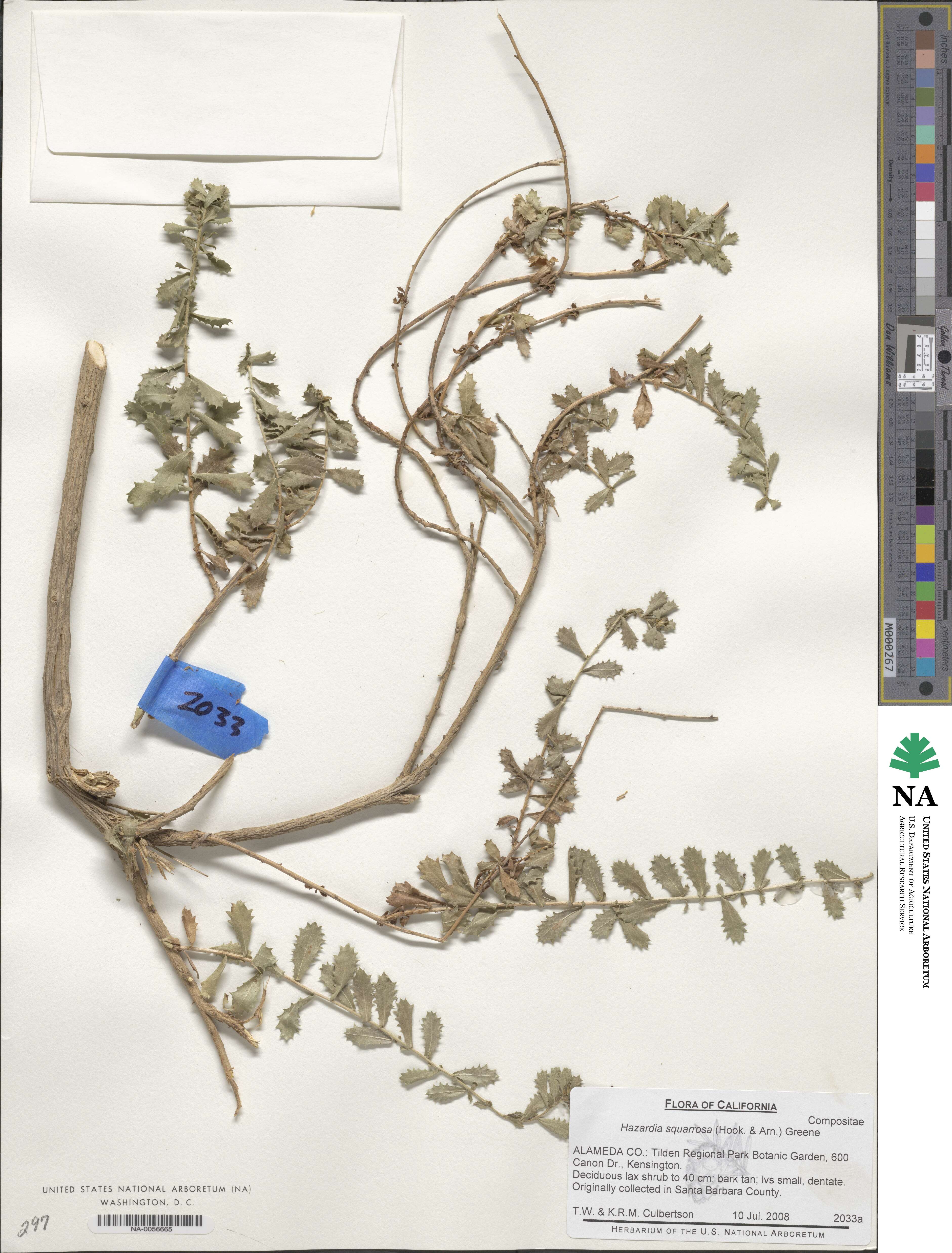 Hazardia squarrosa image