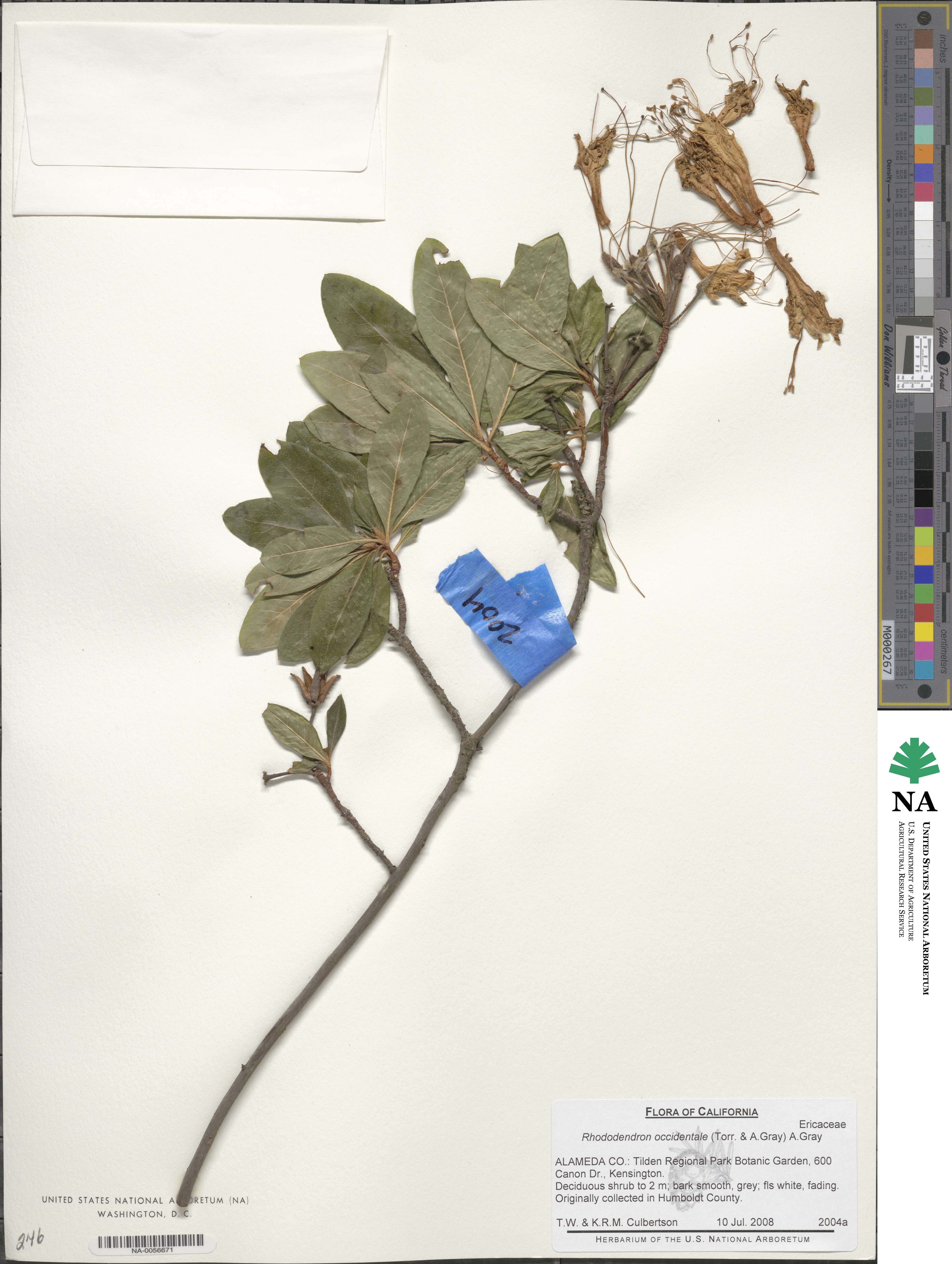 Rhododendron occidentale image