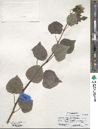 Populus tremuloides image