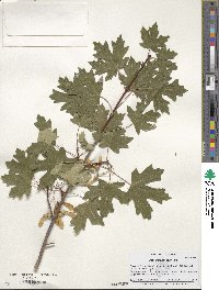 Acer grandidentatum image