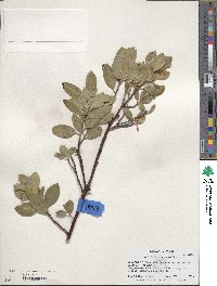 Arctostaphylos manzanita image