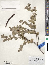 Arctostaphylos cruzensis image