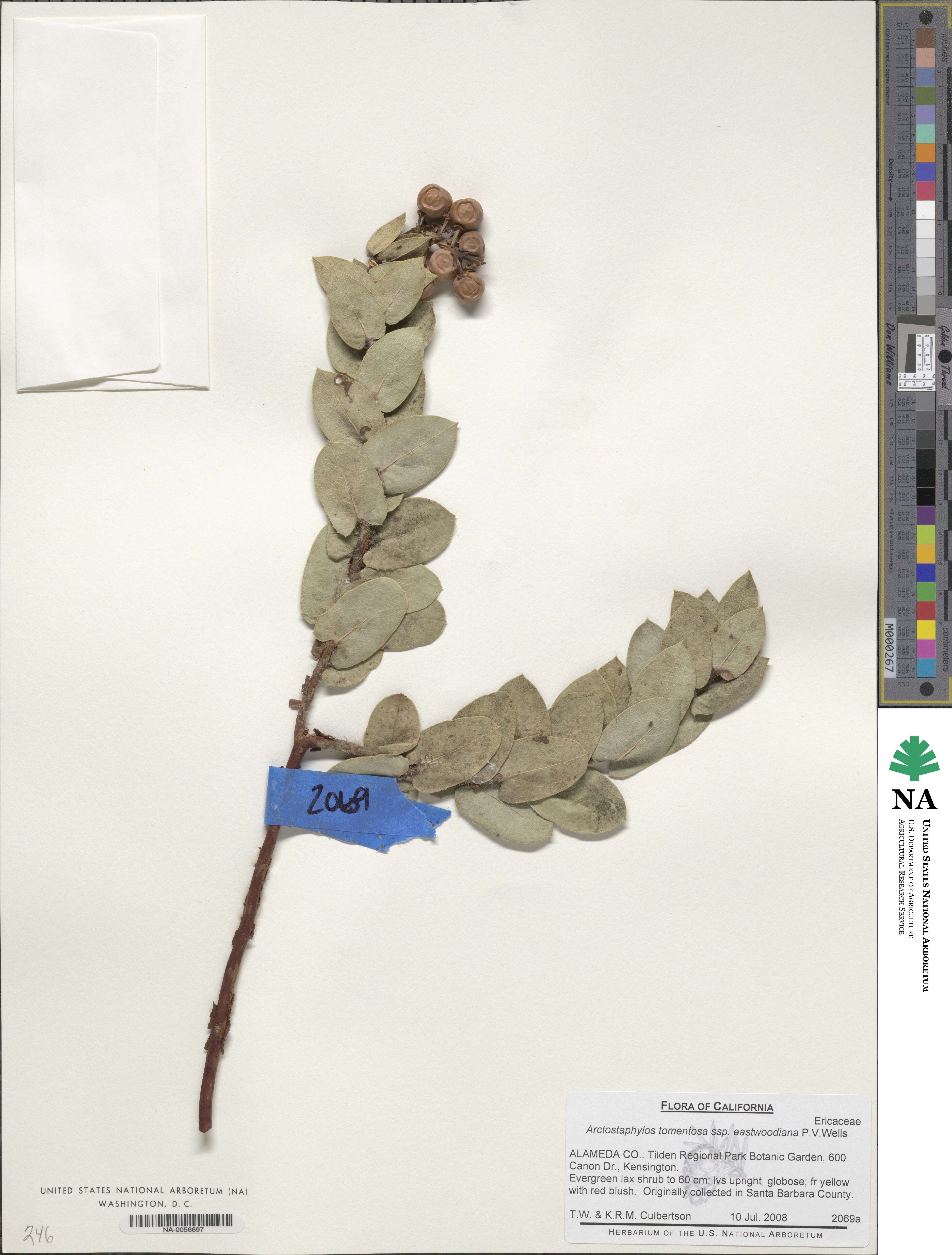 Arctostaphylos crustacea subsp. eastwoodiana image