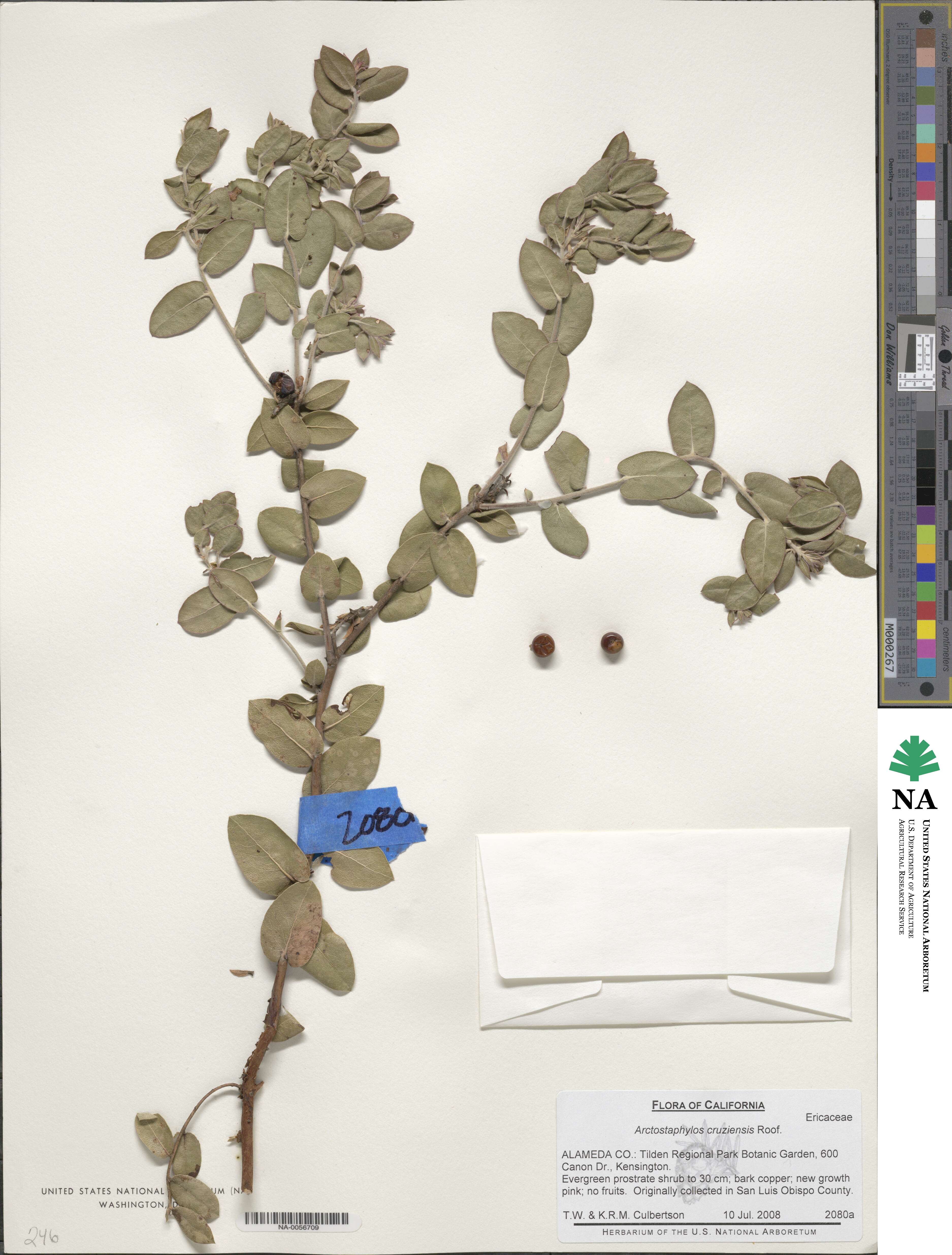 Arctostaphylos cruzensis image