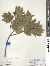 Acer circinatum image