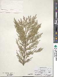 Calocedrus decurrens image