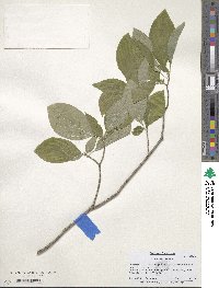 Cornus sessilis image