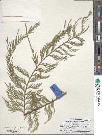 Chamaecyparis lawsoniana image