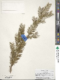 Taxus brevifolia image