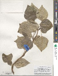 Populus tremuloides image