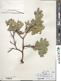 Arctostaphylos crustacea subsp. rosei image