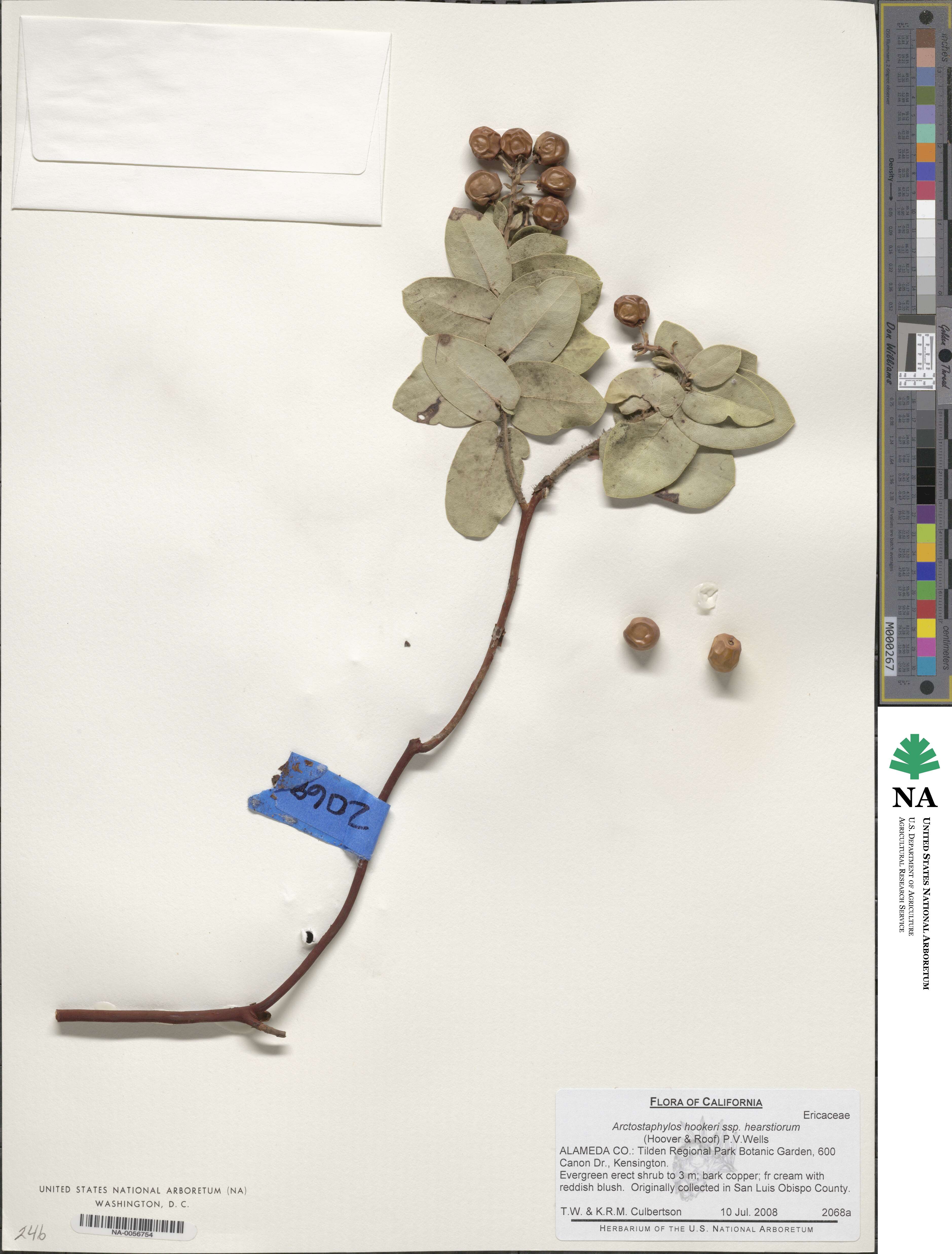 Arctostaphylos hookeri subsp. hearstiorum image