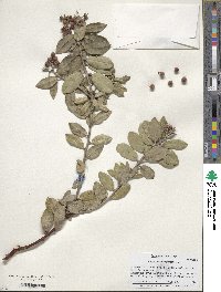 Arctostaphylos tomentosa image