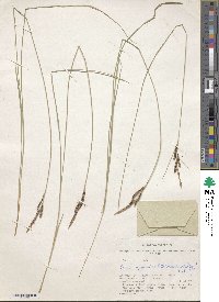 Carex appendiculata image