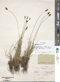 Carex simpliciuscula image