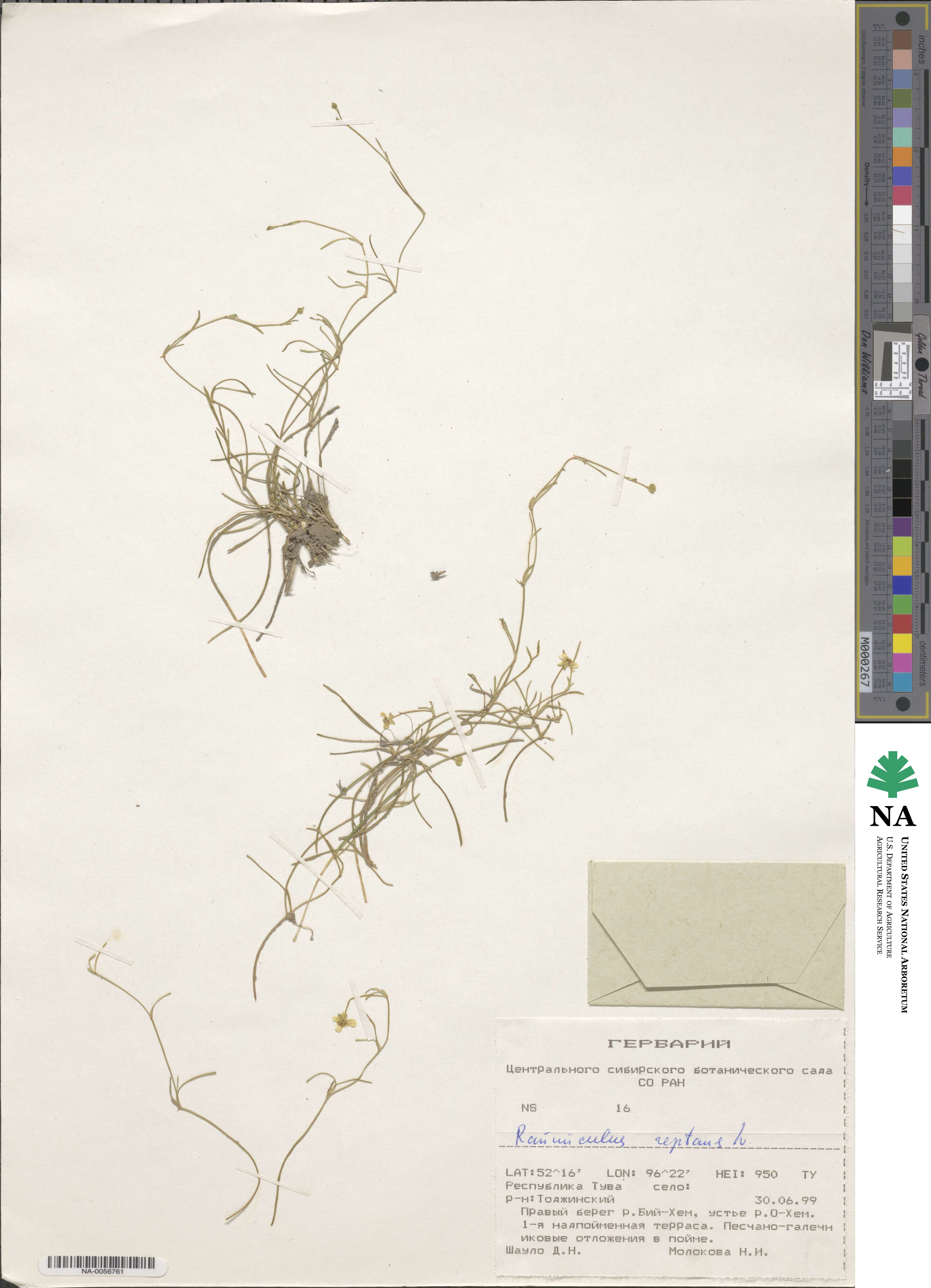 Ranunculus reptans image