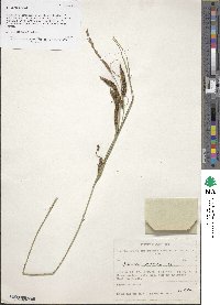 Image of Carex acuta