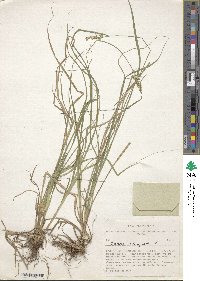 Carex elongata image