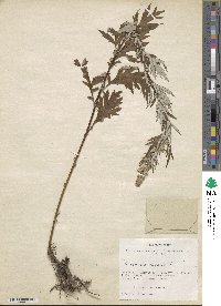 Artemisia vulgaris image