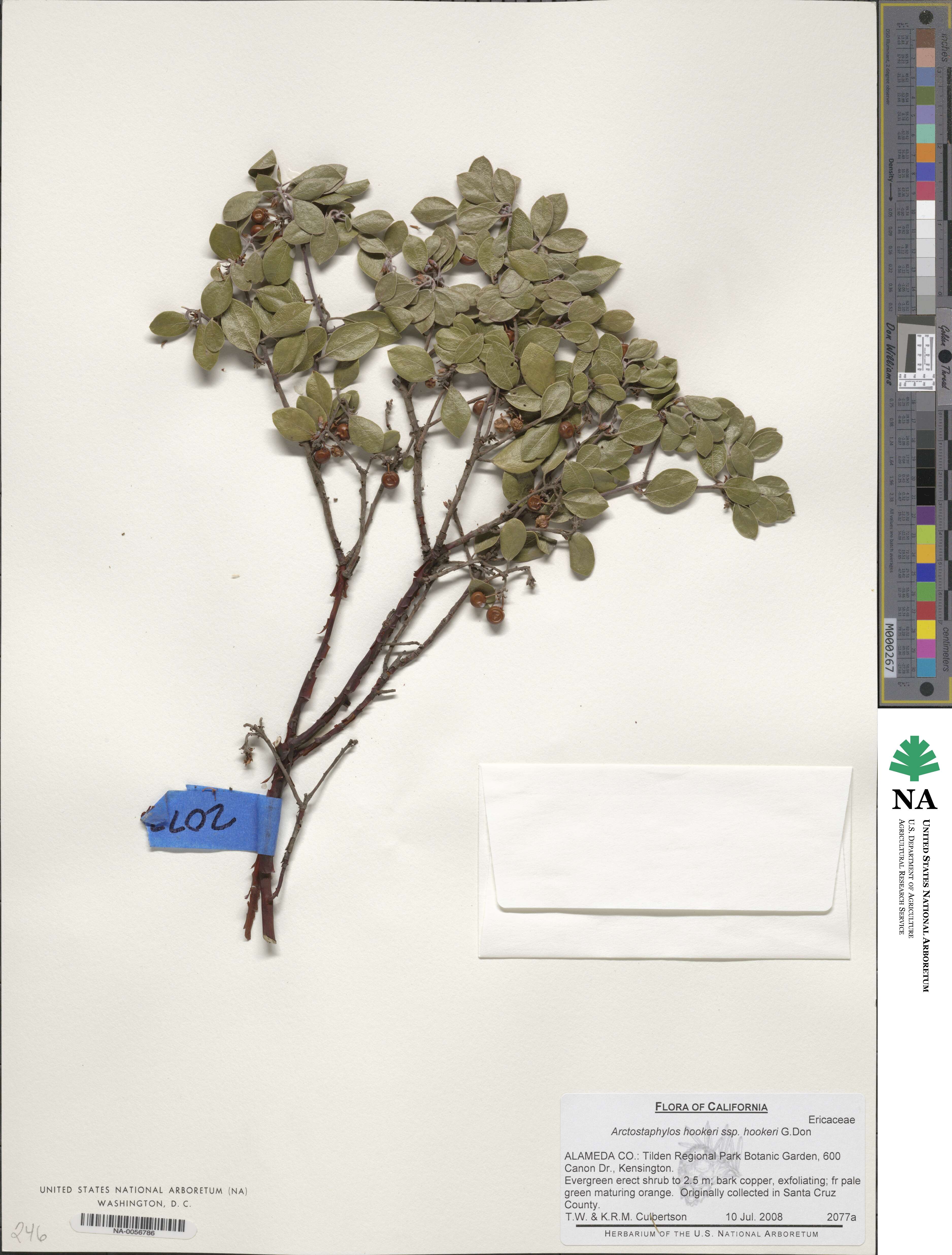 Arctostaphylos hookeri subsp. hookeri image