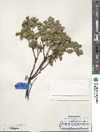 Arctostaphylos hookeri image