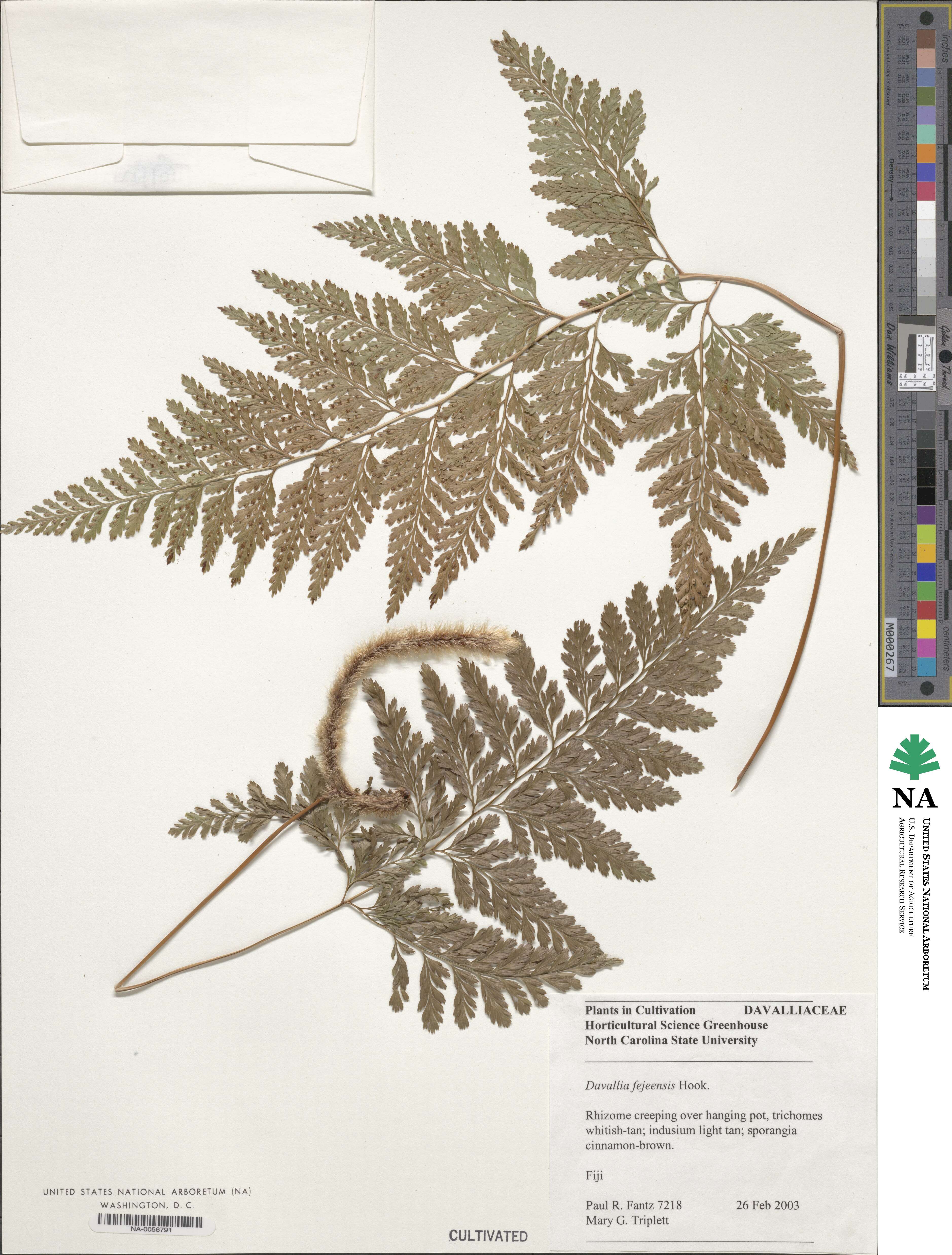Davallia fejeensis image