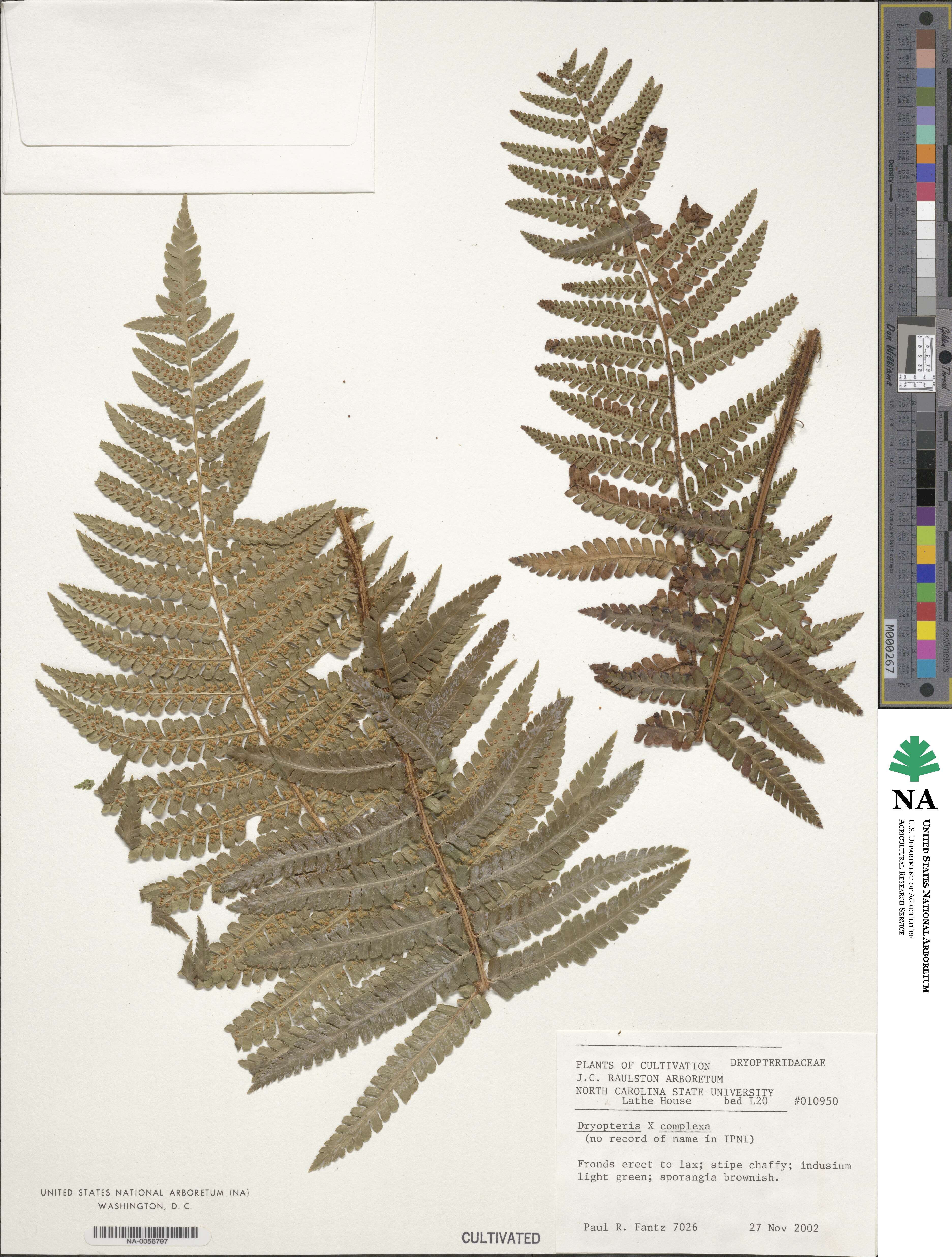 Dryopteris ×complexa image