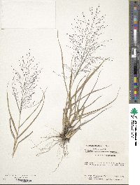 Eragrostis capillaris image