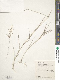 Agrostis stolonifera image