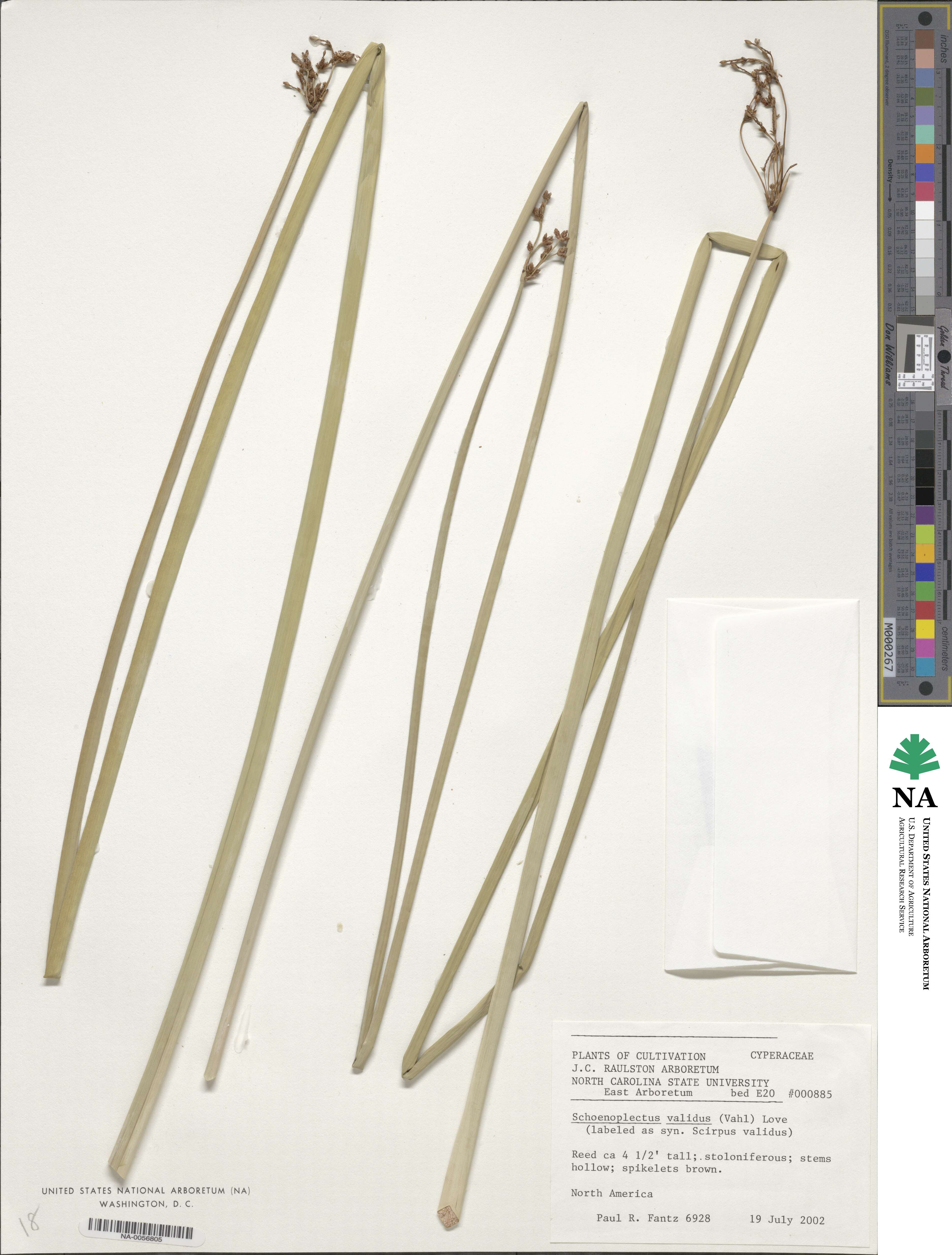 Schoenoplectus tabernaemontani image