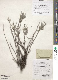 Image of Onosma simplicissima