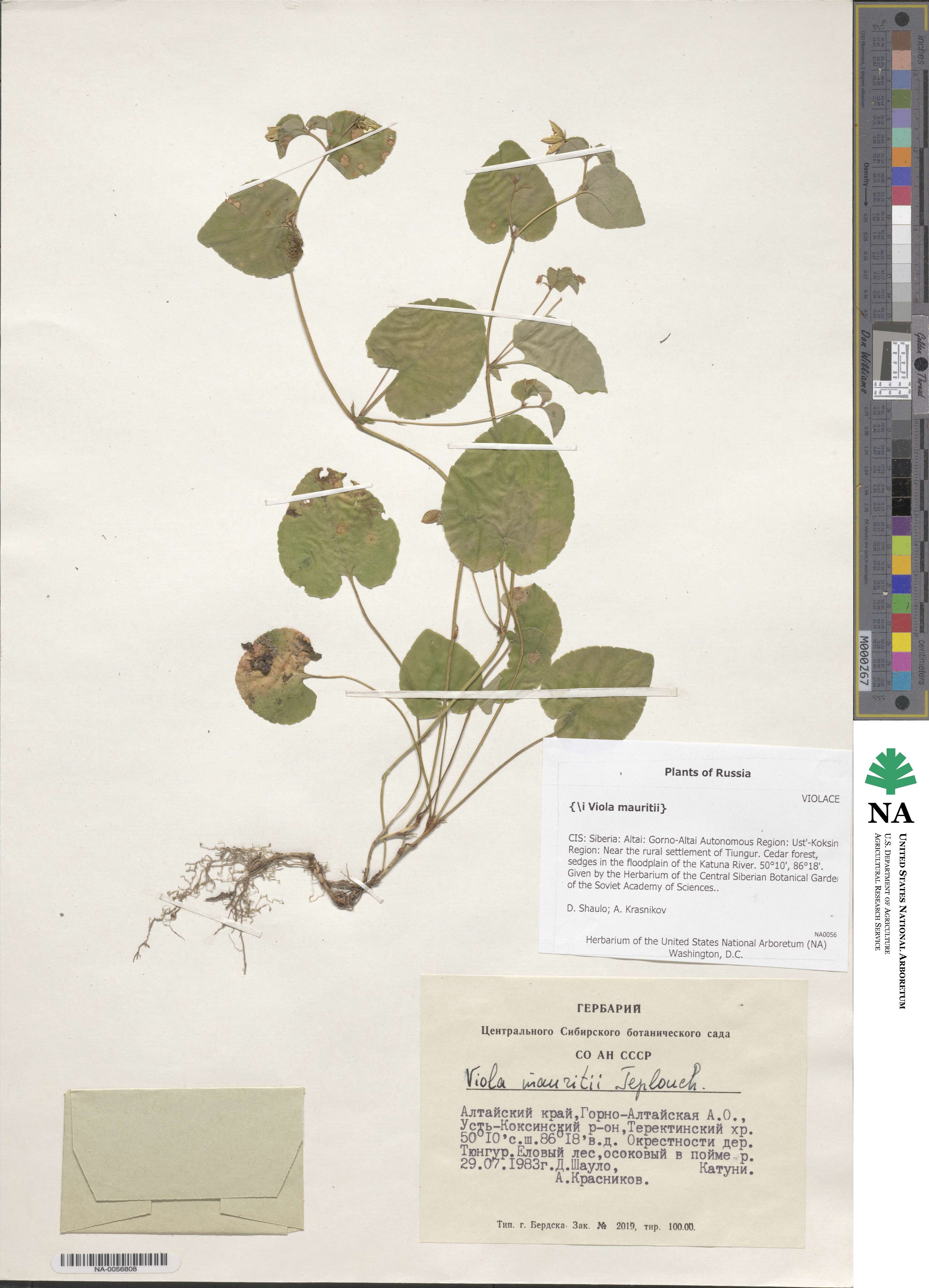Viola mauritii image