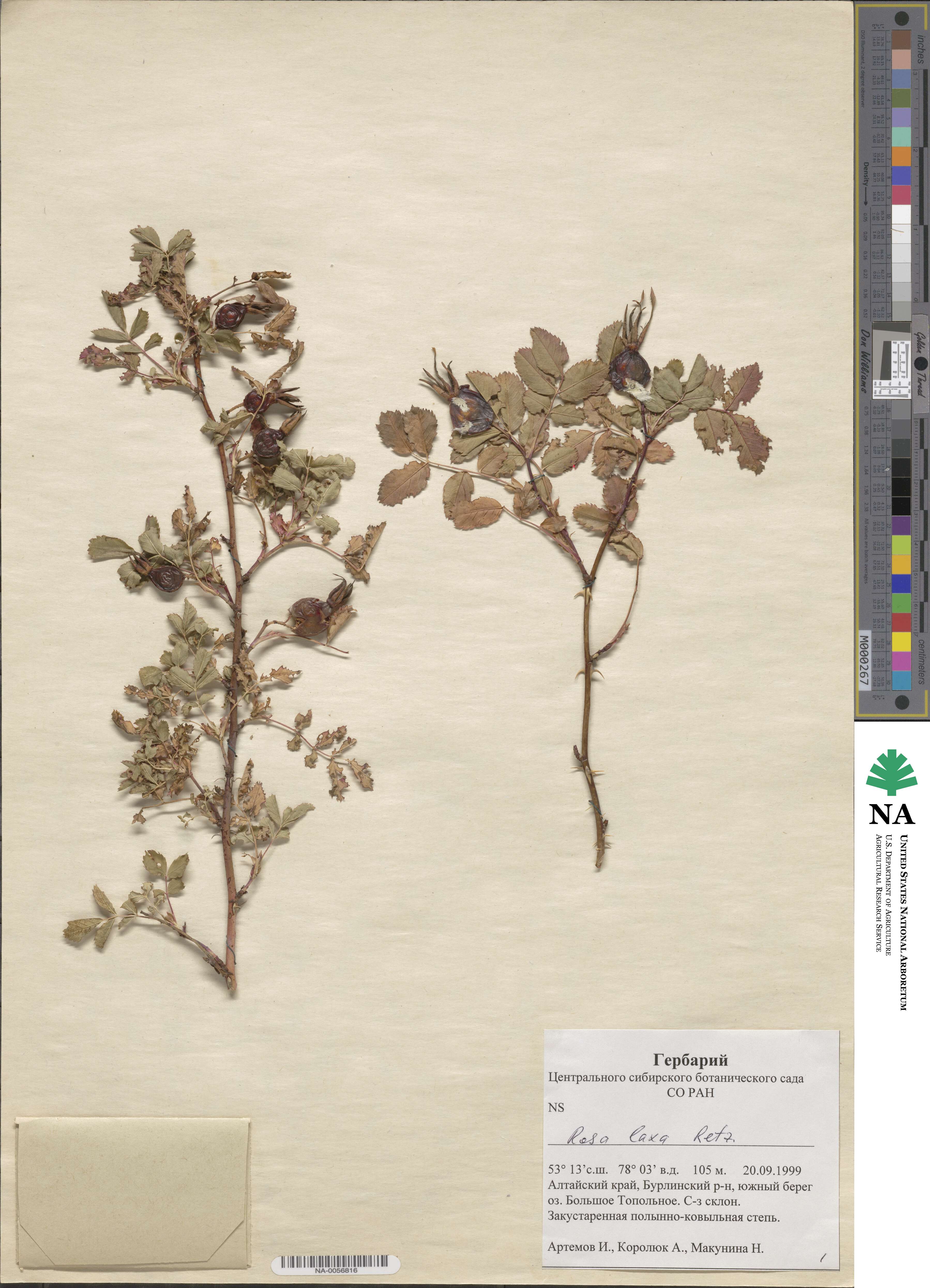 Rosa laxa image