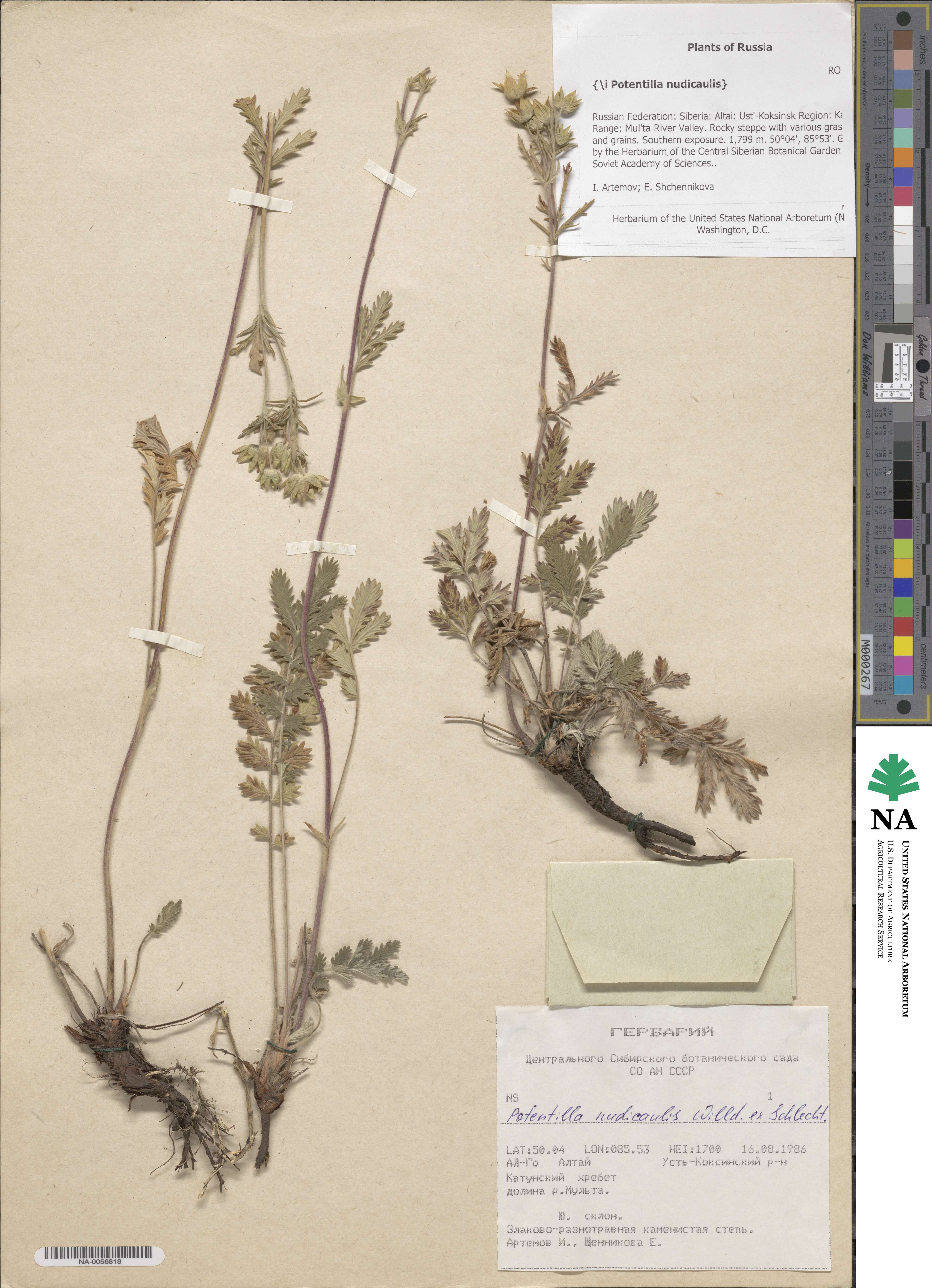 Potentilla nudicaulis image